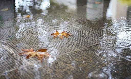 سال زراعی خشک پیش روی کردستان سال زراعی خشک پیش روی کردستان