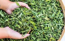 کشت اِستِویا، نخستین بار در استان مرکزی