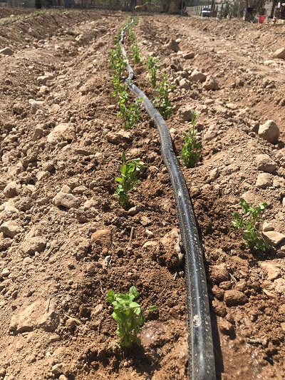 توسعه کشت گیاهان دارویی در جهرم توسعه کشت گیاهان دارویی در جهرم