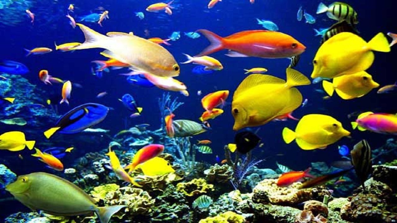 دیروز تولید چند قطعه ماهی و امروز رویای فتح بازارهای صادراتی دیروز تولید چند قطعه ماهی و امروز رویای فتح بازارهای صادراتی