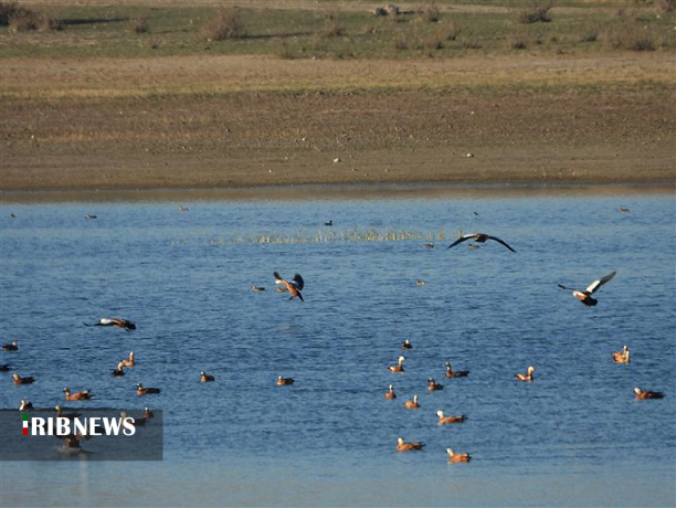 شناسایی بیش از ۱۰۰ گونه پرنده مهاجر در اردبیل