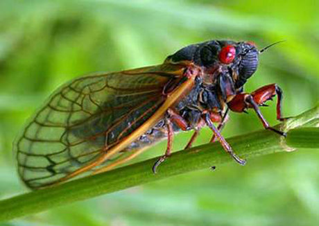 زنجره‌ها گونه ای عجیب از حشرات