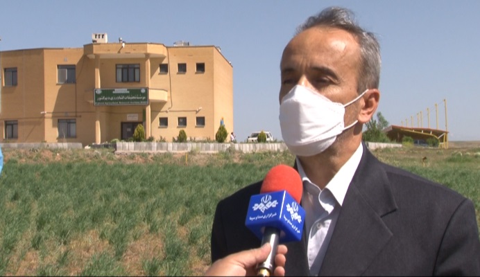 ایجاد ۴۰ مزرعه تحقیقی و ترویجی دیم در کشور ایجاد ۴۰ مزرعه تحقیقی و ترویجی دیم در کشور