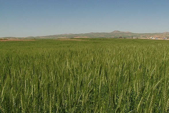 ایجاد ۴۰ مزرعه تحقیقی و ترویجی دیم در کشور ایجاد ۴۰ مزرعه تحقیقی و ترویجی دیم در کشور