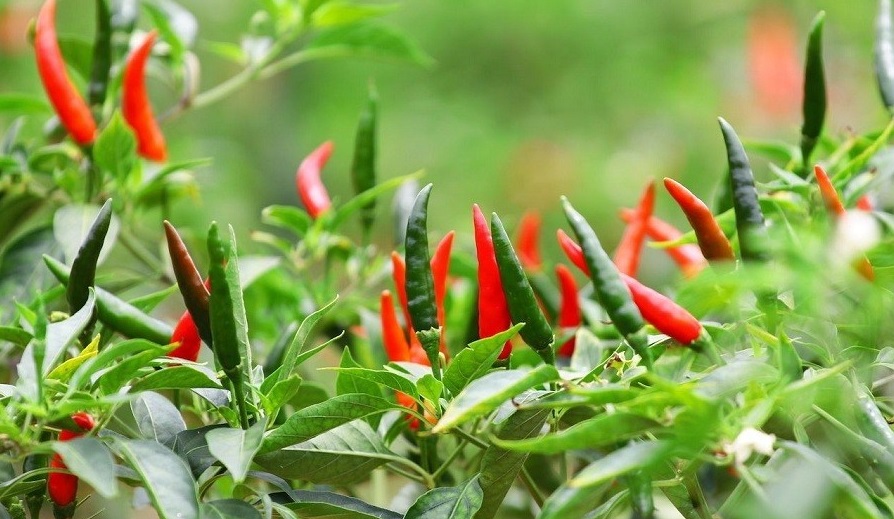 باغچه‌ خود را با گیاهان بین‌المللی بکارید!