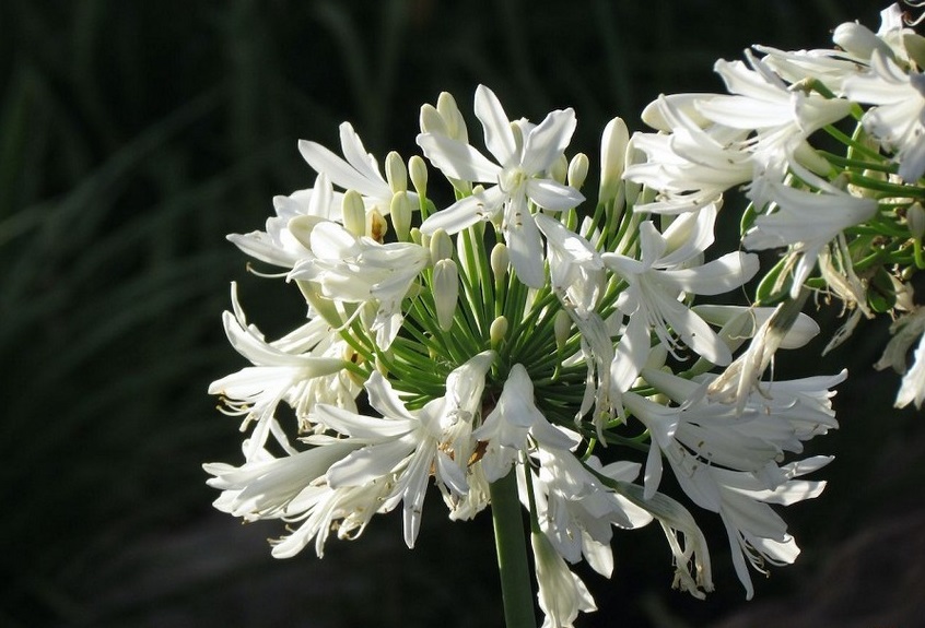 باغچه‌ خود را با گیاهان بین‌المللی بکارید!