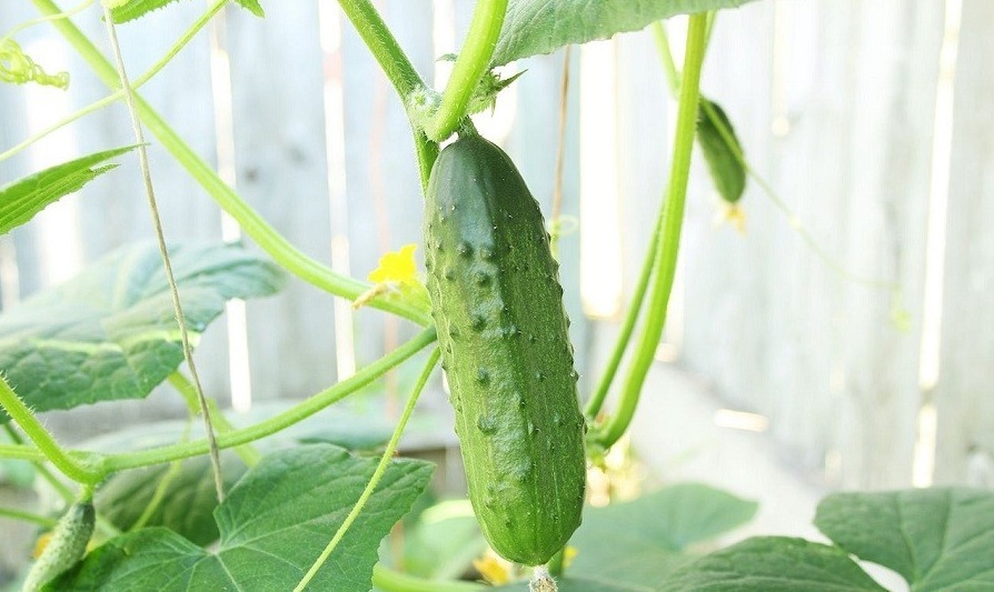 باغچه‌ خود را با گیاهان بین‌المللی بکارید!