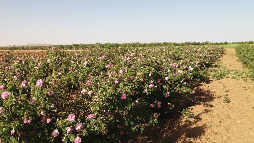 آغاز برداشت گل محمدی در مه ولات