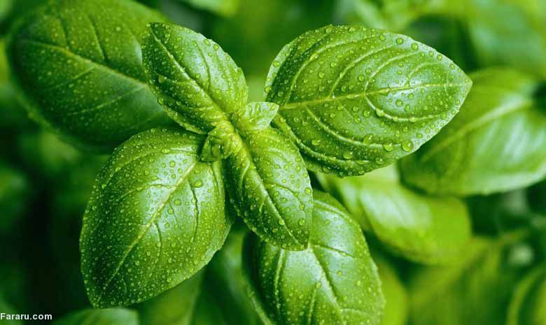 کنترل بیماری رماتیسم مفصلی با گیاهان دارویی کنترل بیماری رماتیسم مفصلی با گیاهان دارویی