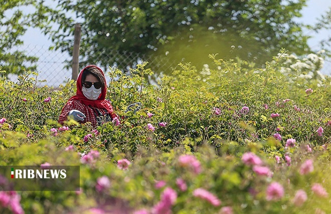 عطر گل سرخ با رایحه اشتغالزایی درخوی