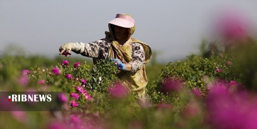 عطر گل سرخ با رایحه اشتغالزایی درخوی