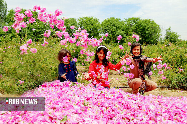 عطر گل سرخ با رایحه اشتغالزایی درخوی