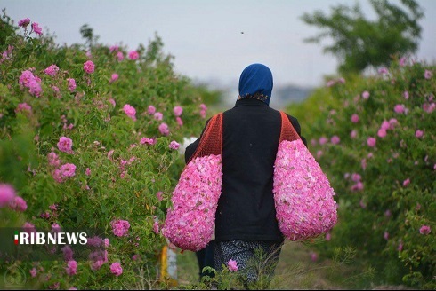 عطر گل سرخ با رایحه اشتغالزایی درخوی