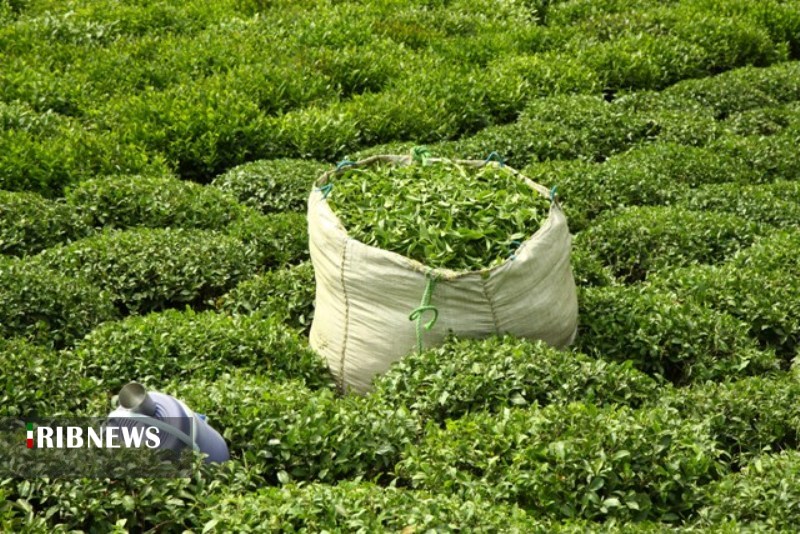 گزارش مکتوب؛ اقتصاد چای ایرانی؛ حکایت مرغ همسایهای که غاز است! گزارش مکتوب؛ اقتصاد چای ایرانی؛ حکایت مرغ همسایهای که غاز است!