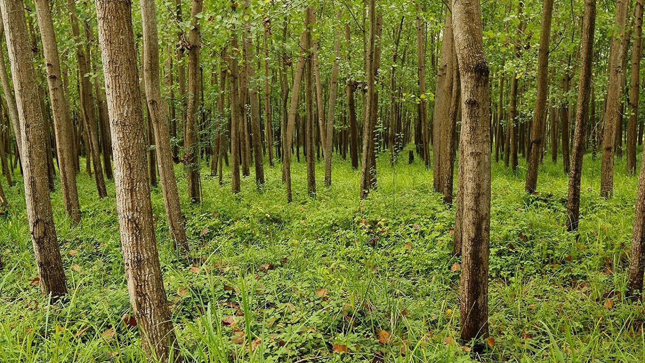 ۱۵ هکتار از اراضی کشت و صنعت مغان به زراعت چوب اختصاص یافت ۱۵ هکتار از اراضی کشت و صنعت مغان به زراعت چوب اختصاص یافت