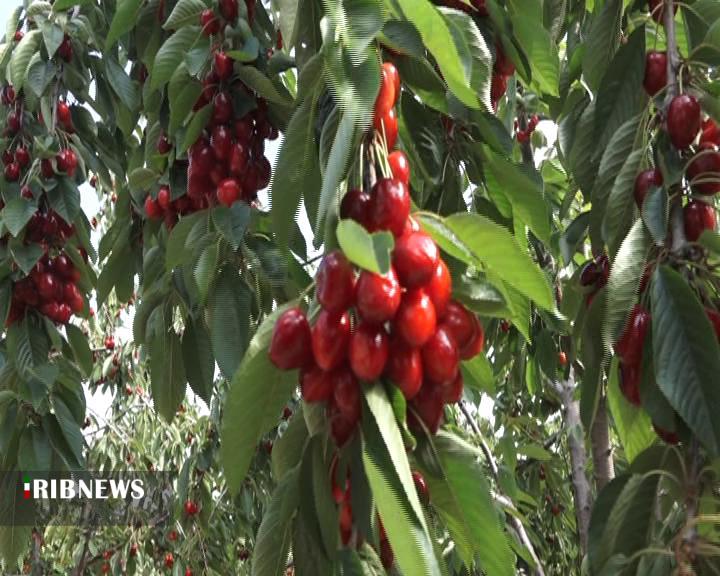 آغاز برداشت گیلاس از باغ های شهرستان آغاز برداشت گیلاس از باغ های شهرستان