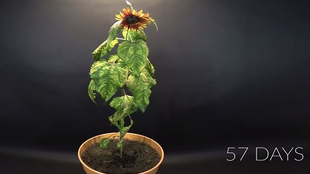تایم لپس رشد گل آفتابگردان در ۵۷ روز