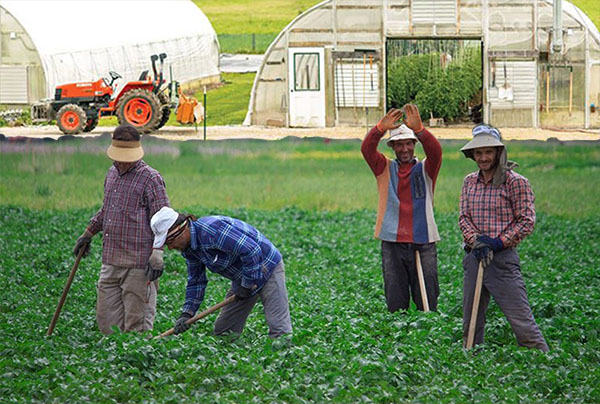 تعاونی‌های روستایی؛ موفقترین تشکل‌های مردم نهاد