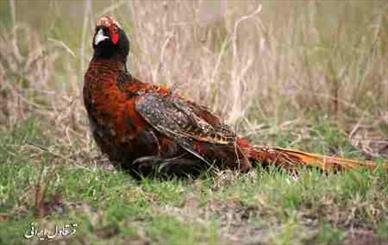 سرشماری پاییزه قرقاول در اردبیل انجام شد سرشماری پاییزه قرقاول در اردبیل انجام شد