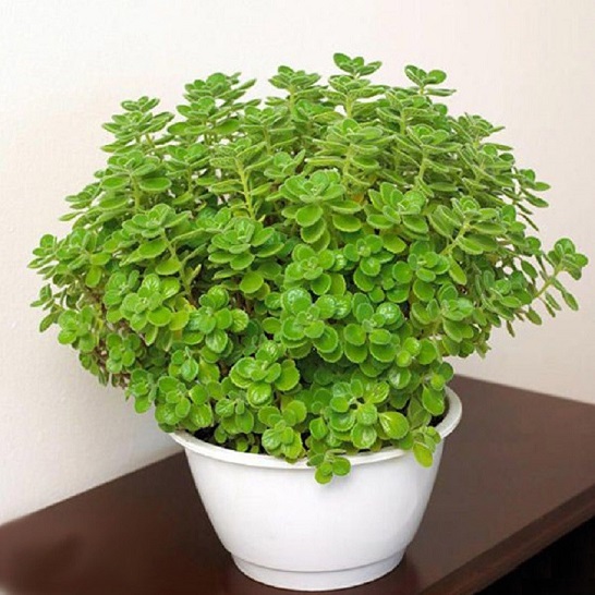 گل‌های آپارتمانی خوشبو را به خانه بیاورید