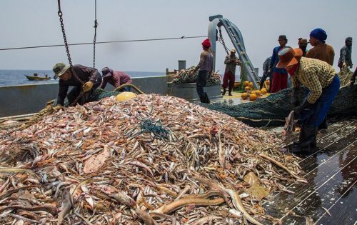 ظرفیت مغفول مانده ارزآوری بازار ماهیان زینتی در ایران ظرفیت مغفول مانده ارزآوری بازار ماهیان زینتی در ایران