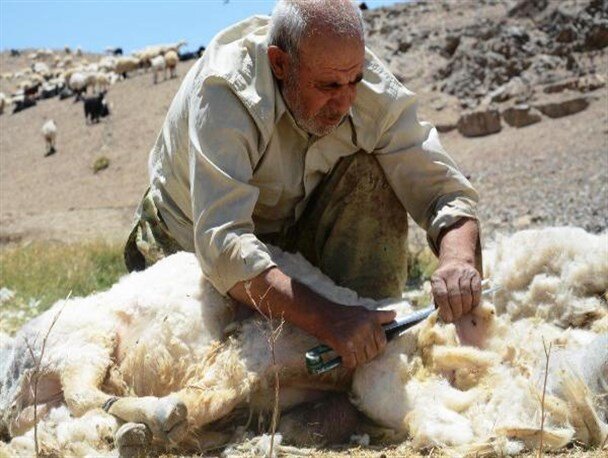 پشم هایی که رشته نمی شوند