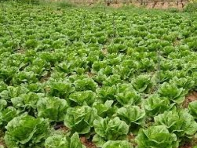 کشت سبزی و صیفی جات در حمیدیه کشت سبزی و صیفی جات در حمیدیه