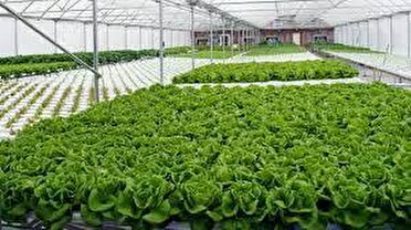 توسعه ۲۴۰ هکتاری  گلخانه‌های آذربایجان غربی