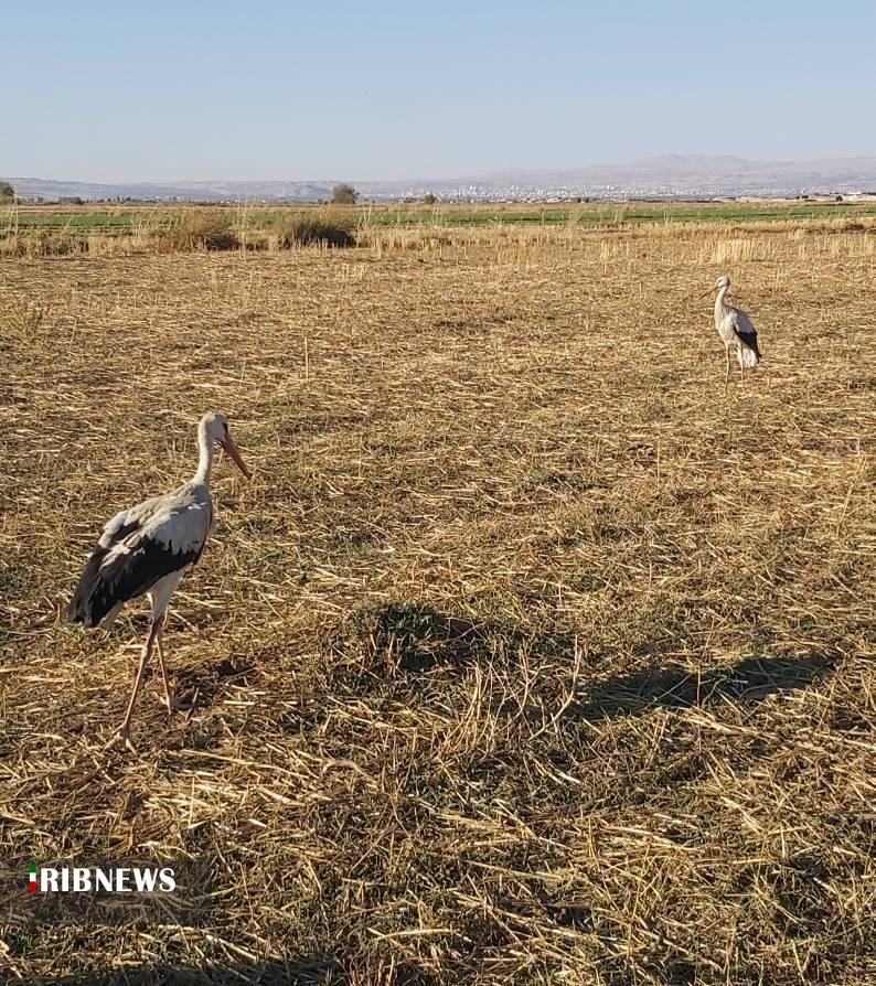 رهاسازی پرندگان تیمارشده در بروجرد