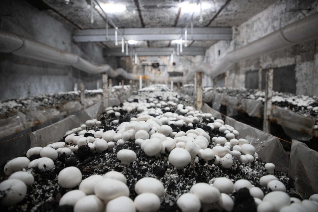 آغاز برداشت قارچ دکمهای از نیشکر هفتتپه آغاز برداشت قارچ دکمهای از نیشکر هفتتپه