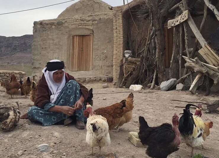 چرا جوجه ها را آخر پاییز می‌شمارند؟