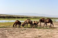 زنگ خطر خشک شدن تالاب صالحیه به صدا در آمده است