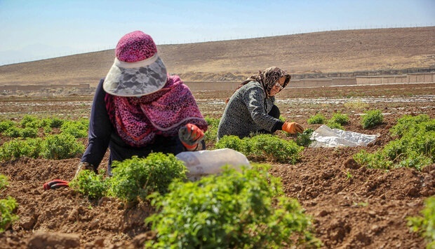 اجرای طرح سرشماری کشاورزی در شوشتر