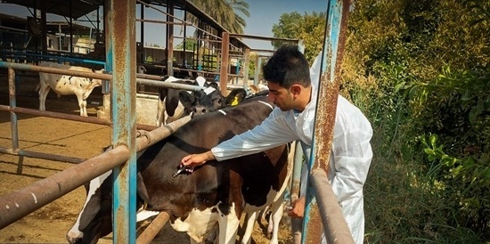 انجام ۴۰۲ هزار نوبت سر ایمن سازی دام در برابر بیماری‌های واگیردار و مشترک