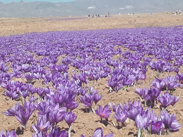 آغازبرداشت زعفران از سطح سه هزار و ۲۰۰ هکتار از مزارع مه ولات