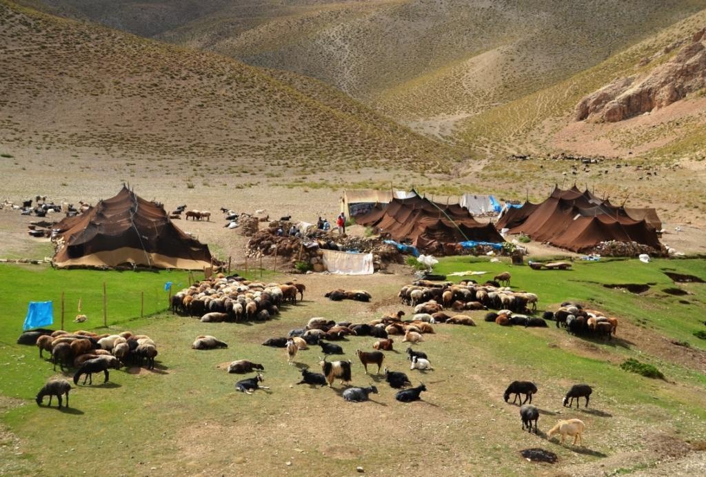 توزیع ۴هزار تن نهاده‌های دامی در  میان عشایر اشنویه