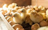 افزایش ۱۰ درصدی جوجه‌ریزی در مرغداری‌های خراسان جنوبی