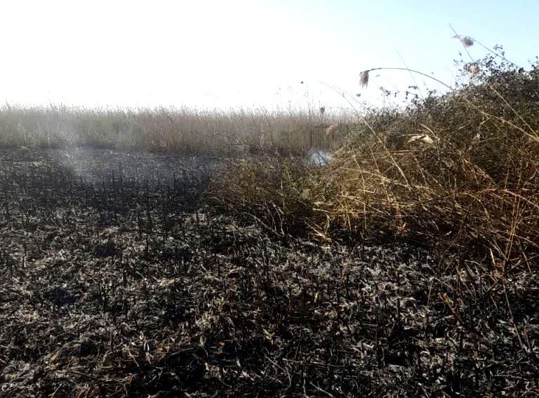 مهار کامل آتش سوزی نیزارهای تالاب انزلی مهار کامل آتش سوزی نیزارهای تالاب انزلی