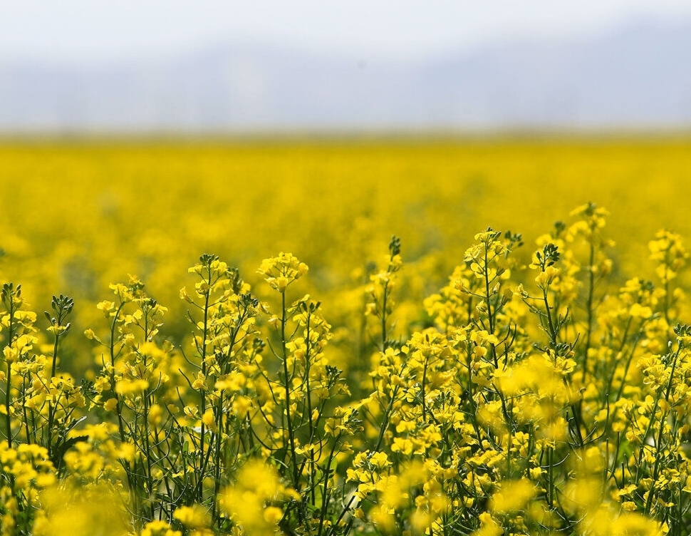 پرداخت ۸۰ درصد از مطالبات کلزاکاران کهگیلویه وبویراحمدی