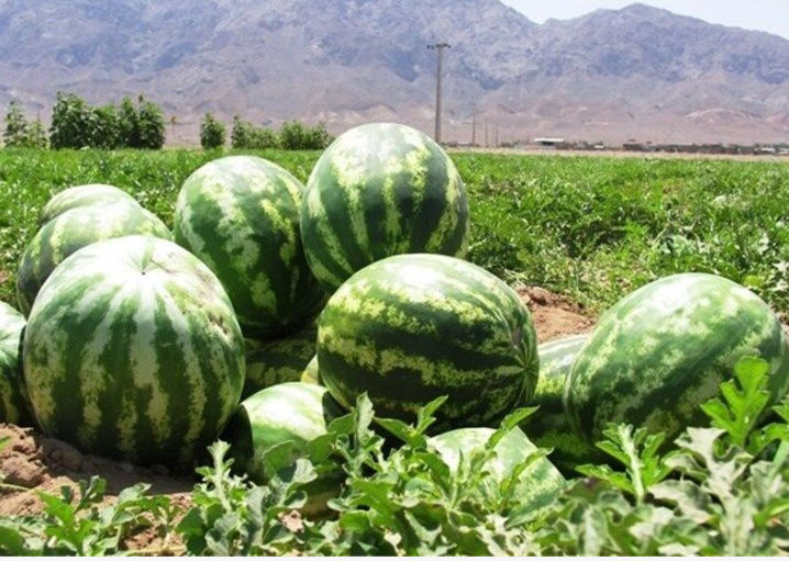 برداشت هندوانه و خربزه با روش زیرپلاستیکی در زاهدان