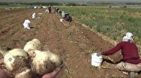 دلفان قطب تولیدات گیاهان داروی در لرستان