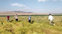 کشت گشنیز در بیش از ۵ هزار هکتار از اراضی نهاوند