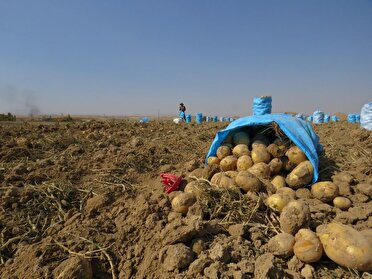 خرید توافقی سیب زمینی در آذربایجان شرقی