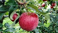 پیش‌بینی تولید ۷۶۳ تن سیب و گلابی در شهرستان بابل