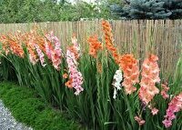 کشت گلایول نخستین بار در کیار