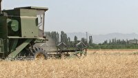 پیش‌بینی برداشت ۸۰ هزار تن گندم در چهارمحال و بختیاری