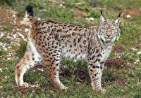 سیاهگوش ایرانی پس از تیمار در آغوش طبیعت گیلان رها شد