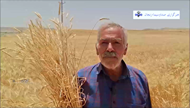۳۶ مرکز خرید گندم در استان زنجان فعال است