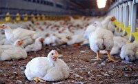 نمونه برداری جهت پایش باقی مانده آنتی بیوتیک در گوشت طیور خوشاب