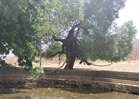 چشم اندازی زیبا از بارش باران در طبیعت چشمه پیرکدویه